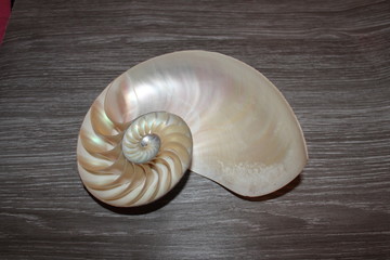 nautilus shell symmetry Fibonacci half cross section spiral golden ratio structure growth close up back lit mother of pearl close up ( pompilius nautilus )