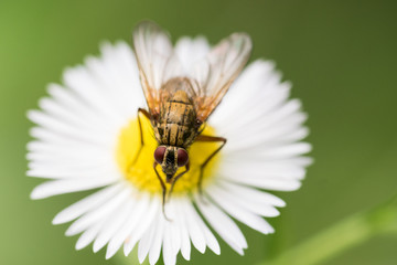 Fly resting on a flower