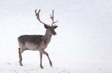 Red deer in snow,isolated
