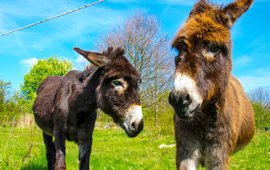 Zwei liebe Haus- leben auf der Weide im Frühling hinter einem Elektrozaun. 	