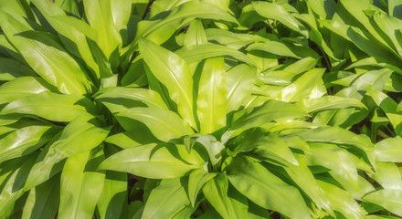 Fototapeta premium dense bear leek vegetation