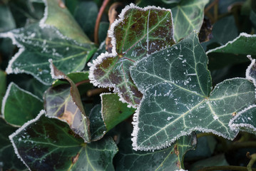 Morgenfrost an Efeu