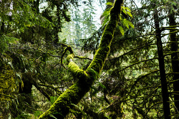 Fototapeta premium Mossy tree in British Columbia 