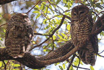 Fototapeta premium A Breeding Pair of Mexican Spotted Owls