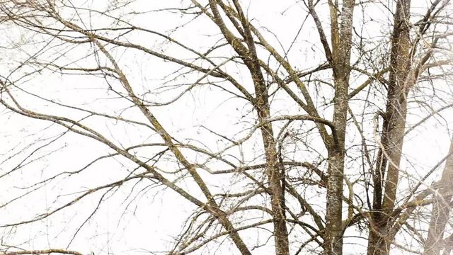 b&auml;ume im wind