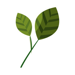 Leaf natural ecology icon vector illustration graphic design
