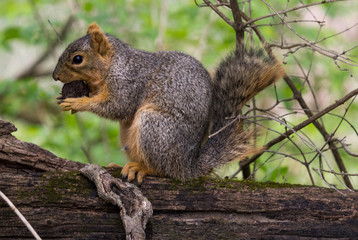 Naklejka na ściany i meble Squirrel Biting into a Nut on top of a wood log in the forest