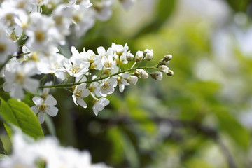 Blossoming brunch of an apple tree. Spring.