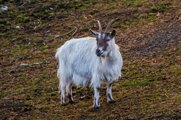 Naklejka na ściany i meble White brown goat with fluffy fur in nature