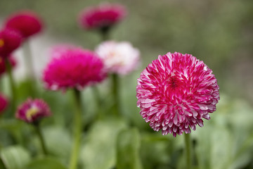 Obraz premium Pink English daisies - Bellis perennis. Spring Flowers.