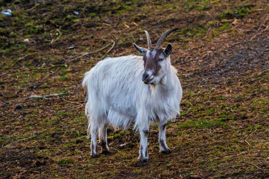 White brown goat with fluffy fur in nature
