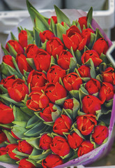 Red Tulips Flowers Bloemenmarket Flower Market Amsterdam Holland Netherlands