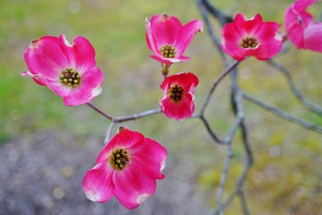 Obraz premium Pink dogwood (cornus) flowers on a tree in the spring