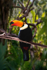 Obraz premium black large Toucan with a big orange glowing nose sitting on a branch in a tropical green forest, among the trees of the vertical frame