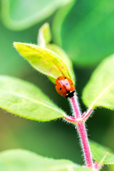 Ladybug on green leaf