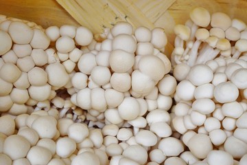 Basket of white enoki mushrooms (Flammulina velutipe) at the farmers market