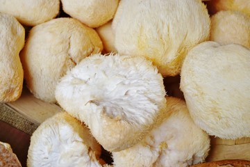 Basket of white pom pom Lion's Mane mushrooms (Hericium erinaceus)
