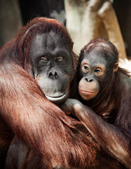 The orangutan with a cub redhead, hairy close with sad eyes portrait vertical shot