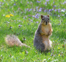 Eastern gray squirrel
