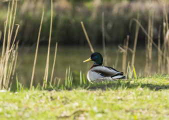 Canards et canetons.
