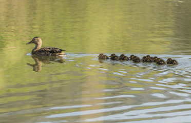 Canards et canetons.