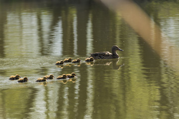 Canards et canetons.