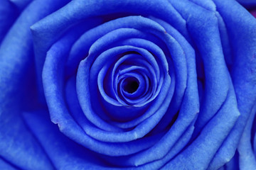Fototapeta na wymiar Blue rose