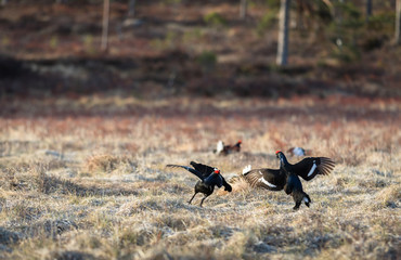 Two Black Grouse fighting at lek with one black grouse soft in the background, at sunrise in spring, april, in Norway