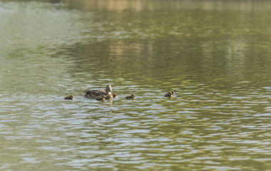 Canards et canetons.