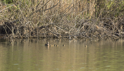 Canards et canetons.