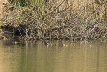 Canards et canetons.