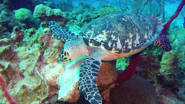 Hawksbill Turtle feeding on a sponge on a tropical coral reef