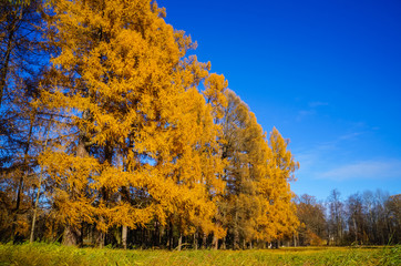Autumn landscape. Alexandrovsky Park in Pushkin . Autumn 2016.
