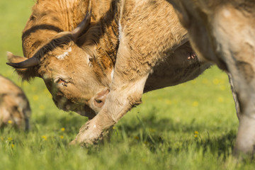 Vaches de Chartreuse - Isère.