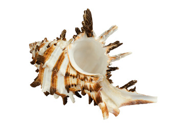Fototapeta premium seashell