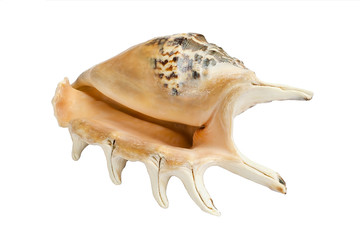 seashell
