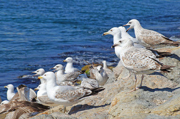 Seagulls in large numbers sit on the shores of the Bosphorus Strait