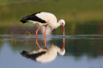 White stork Ciconia ciconia on hunting the lake