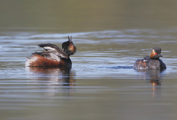 Black-necked grebe (Podiceps nigricollis) calling out, the Netherlands
