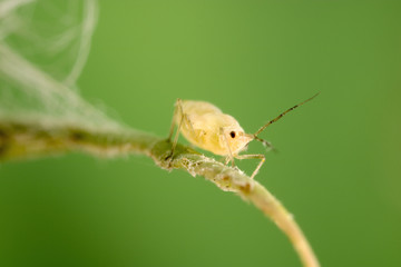 Aphid feeding on plant