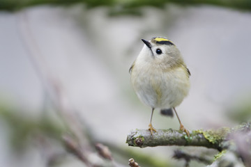 Goldcrest (Regulus regulus) on branch, the Netherlands