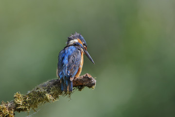 Common Kingfisher (Alcedo atthis) on branch, the Netherlands