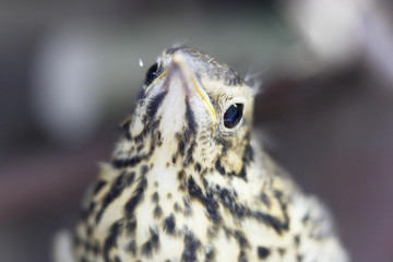 Young Song Thrush (Turdus philomelos) portrait, the Netherlands