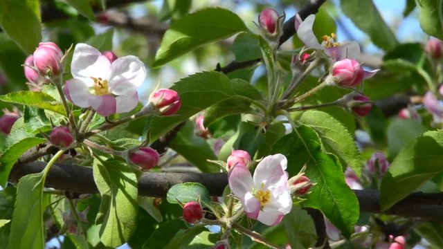 Gentle pink apple blossom in spring