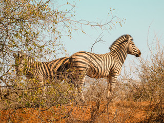 Two zebra standing back to back in sparse African bush their stripes meeting