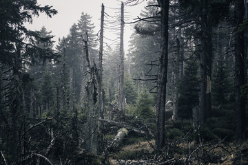Nadelwald mit Totholz im Nationalpark Harz