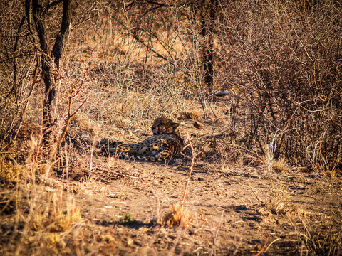 Cheetah resting in shade camouflaged 