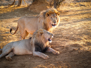 Male lions together, one standing one lying in shade - Powered by Adobe