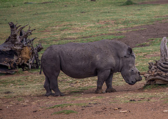 White Rhinoceros at a meadow