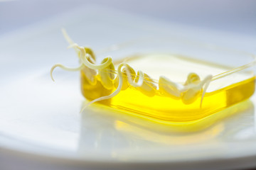 sprouted soybeans and oil